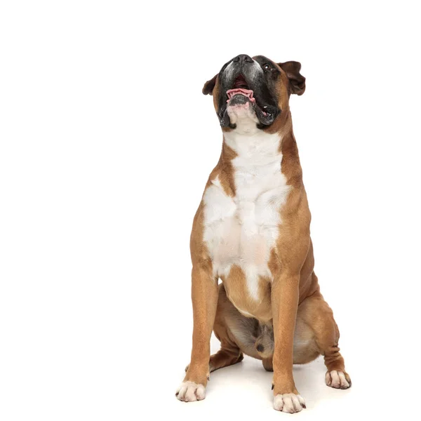 Adorable seated boxer panting — Stock Photo, Image