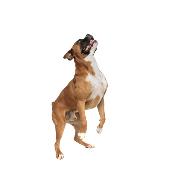 Eager playful little boxer standing on his rear paws — Stock Photo, Image