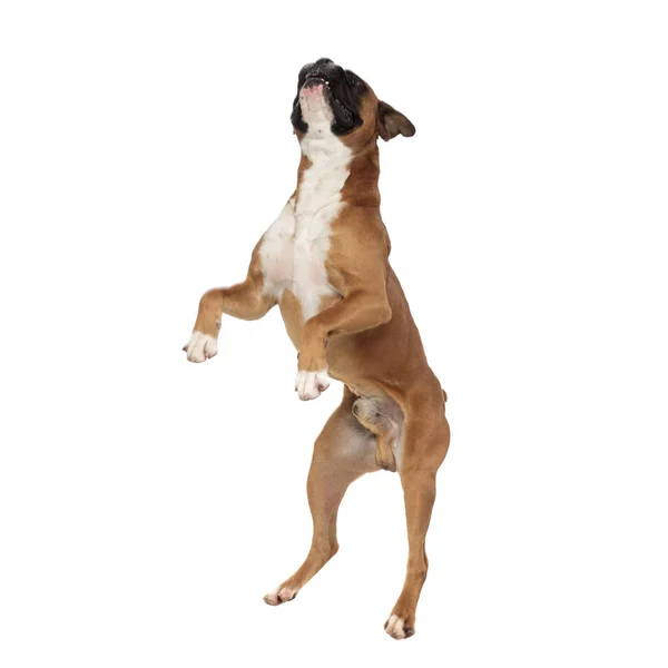 Eager playful little boxer standing on his rear paws — Stock Photo, Image