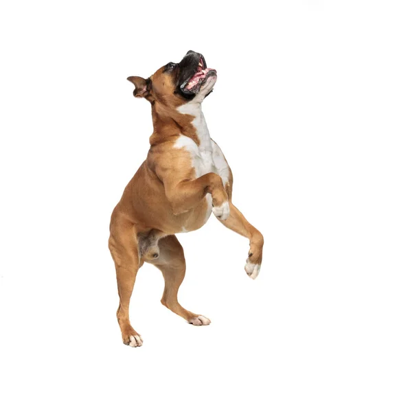 Adorable boxer standing on his rear paws — Stock Photo, Image