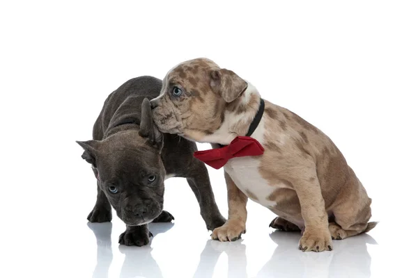 Amerikaanse Bully puppies dragen rode strikjes en rond te kijken — Stockfoto