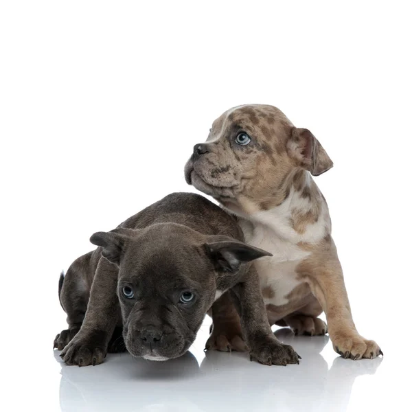 Dois cachorros americanos assustados Bully olhando ao redor — Fotografia de Stock