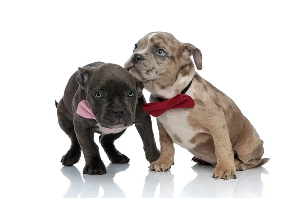 Amstaff puppies dressed up with bow ties being scared — Stock Photo, Image