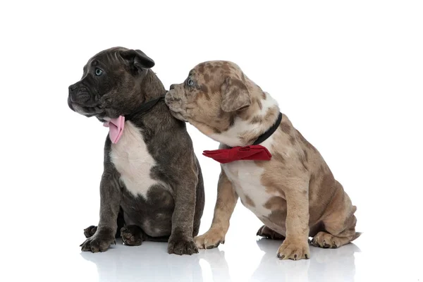 Amstaff puppies curiously looking to the side — Stock Photo, Image