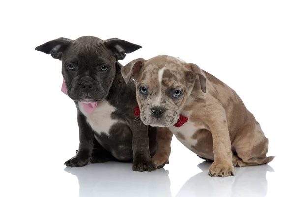 İki Amstaff yavrusu merakla ileriye bakıyor — Stok fotoğraf