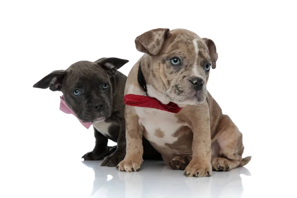 Dos cachorros Amstaff curiosamente mirando hacia un lado — Foto de Stock