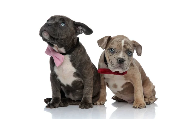 Guilty Amstaff puppies felling bad and looking around — Stock Photo, Image