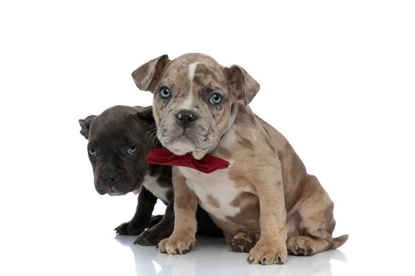 Guilty American Bully puppies looking forward and wearing bow ti — Stock Photo, Image