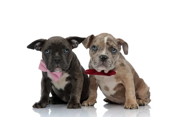 Amstaff puppies felling guilty and looking upwards — Stock Photo, Image