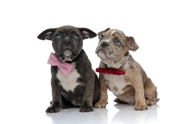 Frightened Amstaff puppies looking up while wearin bow ties — Stock Photo, Image