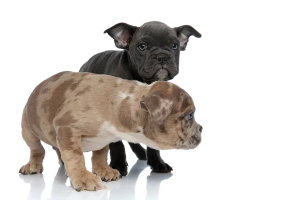 Two American Bully puppies being frightened and frowning — Stock Photo, Image