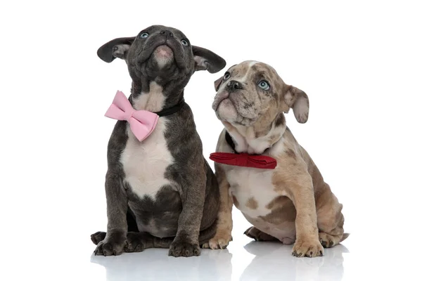 American Bully puppies curiously staring up and wearing bow ties Royalty Free Stock Photos