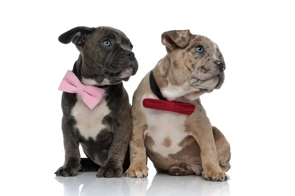 Clumsy Amstaff puppies staring to the side Stock Photo