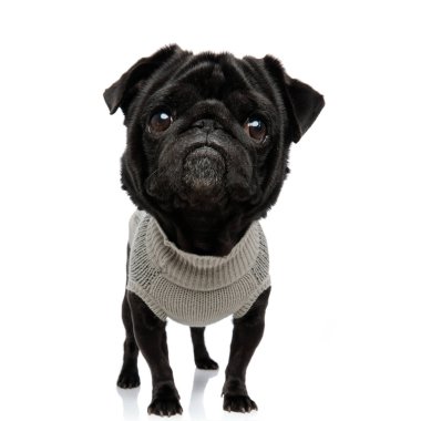üzgün büyük başlı pug köpek yavrusu giysi giyen ve ayakta