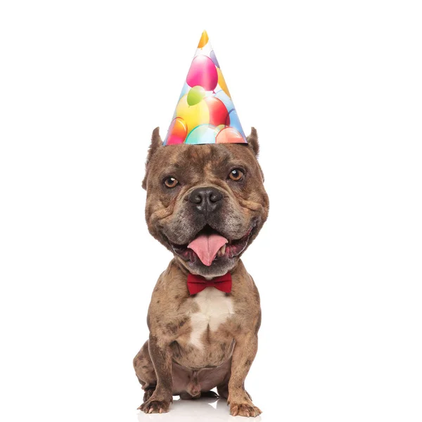 Adorable big headed dog wearing party hat and bow tie — Stock Photo, Image