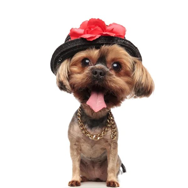 Grote headed Yorkshire Terriër hond dragen van de hoed en gouden ketting — Stockfoto