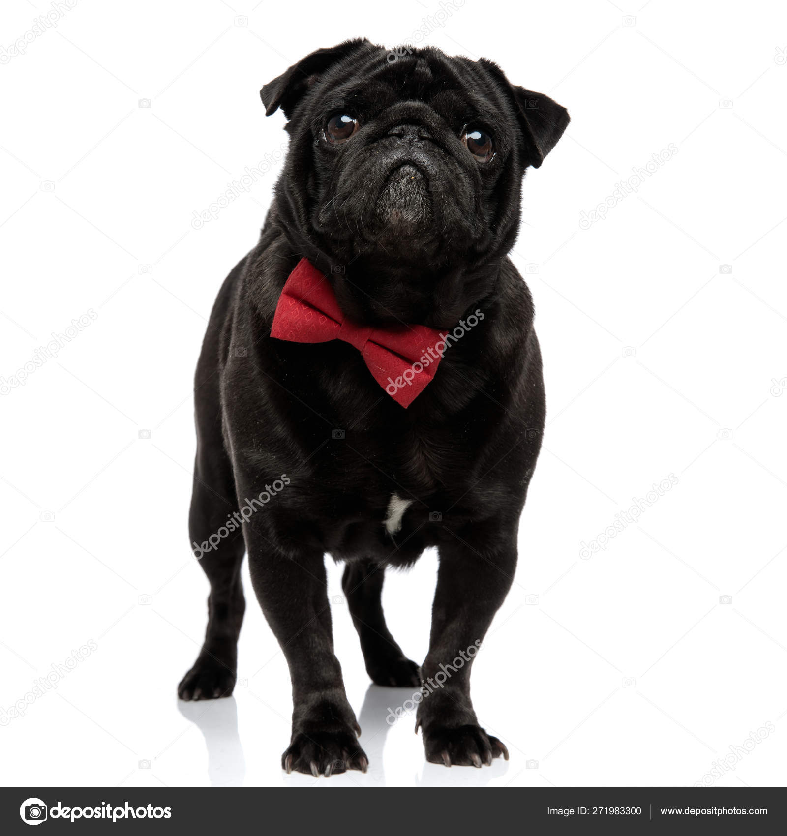 Adorable pug looking forward and begging — Stock Photo © feedough #271983300, image size:1600x1700