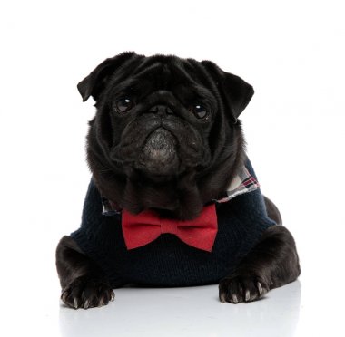 Ağzı kapalı olan mıstified pug ileriye bakıyor