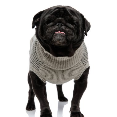 Komik görünümlü pug kameraya bakarak