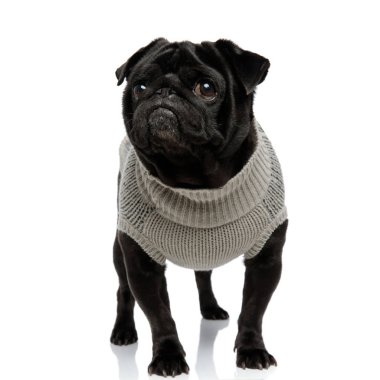 Endişeli pug ağzı kapalı bakarak 