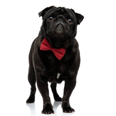 Sevimli pug ileriye bakıyor ve yalvarıyor