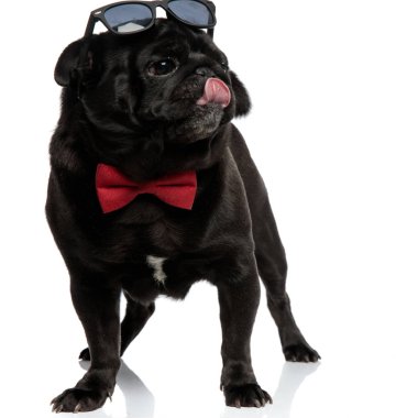 Sakar pug yan bakıyor ve burnunu yalama