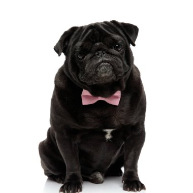 Üzgün siyah pug kameraya bakarak ve kaşlarını çatma