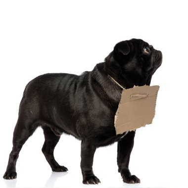 Yukarı bakan bir mistified pug yan görünümü