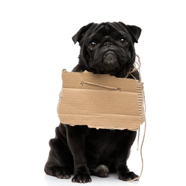 Boynunda bir işaret tutan sevimli pug