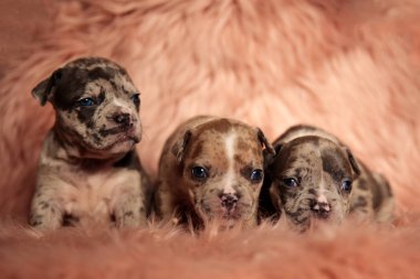 Sevimli Amerikan Bully yavru merakla etrafa bakıyor 