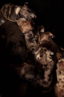 Amerikan Bully köpek ailesi yatmadan hazırlanıyor 