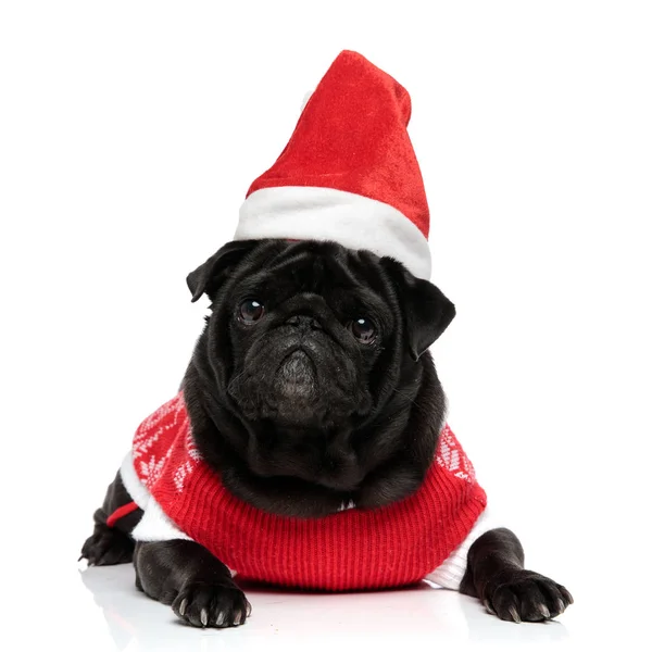 Lovely pug laying down and looking to the camera — Stock Photo, Image