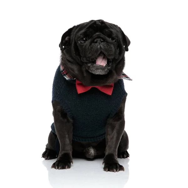 Tired black pug looking away and yawning — Stock Photo, Image