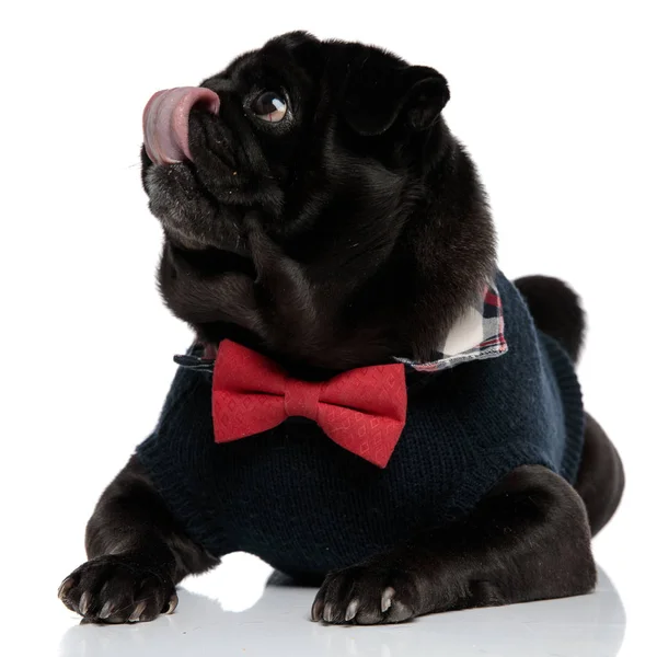 Lovely black pug looking to the side — Stock Photo, Image