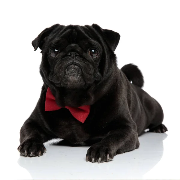 Elegante zwarte Pug kijkt uit met zijn mond gesloten — Stockfoto