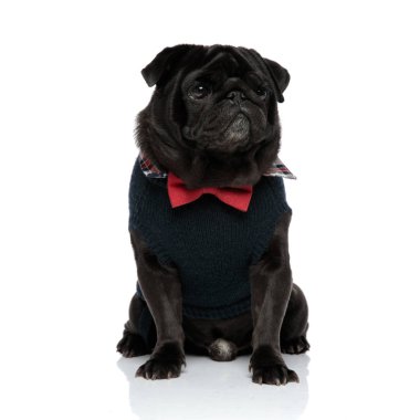Üzgün siyah pug uzağa bakıyor ve kaşlarını çatma