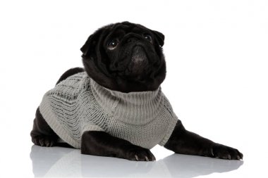 Meraklı siyah pug yukarı bakıyor ve bekliyor