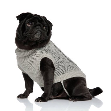 Güzel pug yan bakıyor