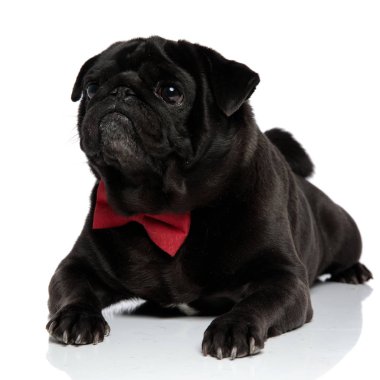 Meraklı pug yan bakıyor