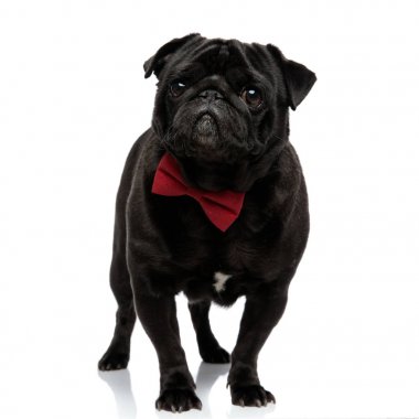 Endişeli pug ileriye dönük ve kaşlarını çatma