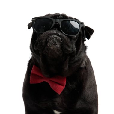 İleriye bakan ciddi görünümlü pug yakın