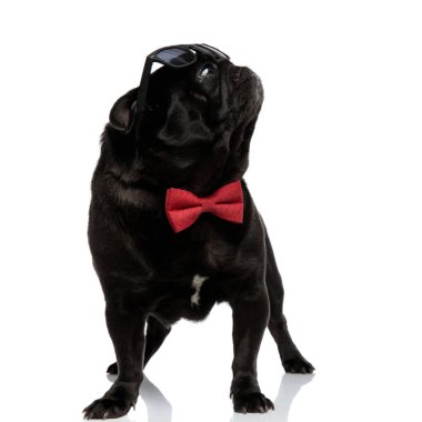 Mstified siyah pug merakla yukarı bakıyor