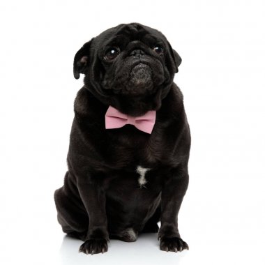 Korkmuş pug yukarı bakıyor