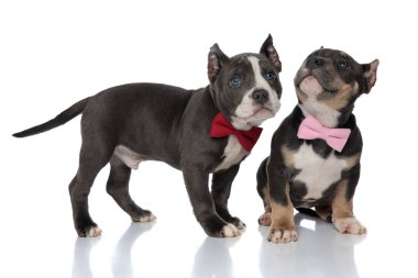 Eager American Bully puppies curiously looking clipart