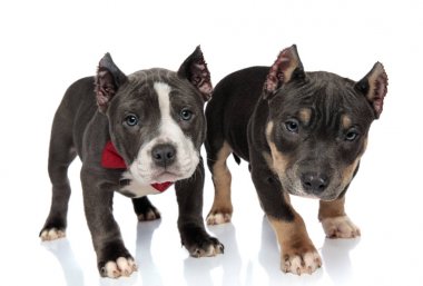 Curious American Bully puppies stepping clipart