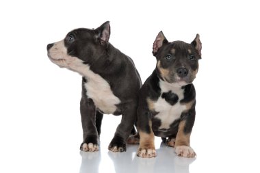 Amerikan Bully yavru etrafında bakan ve ayakta