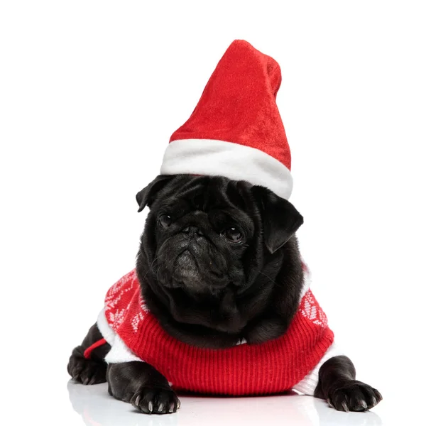 Determined pug puppy looking to the side and frowning — Stock Photo, Image