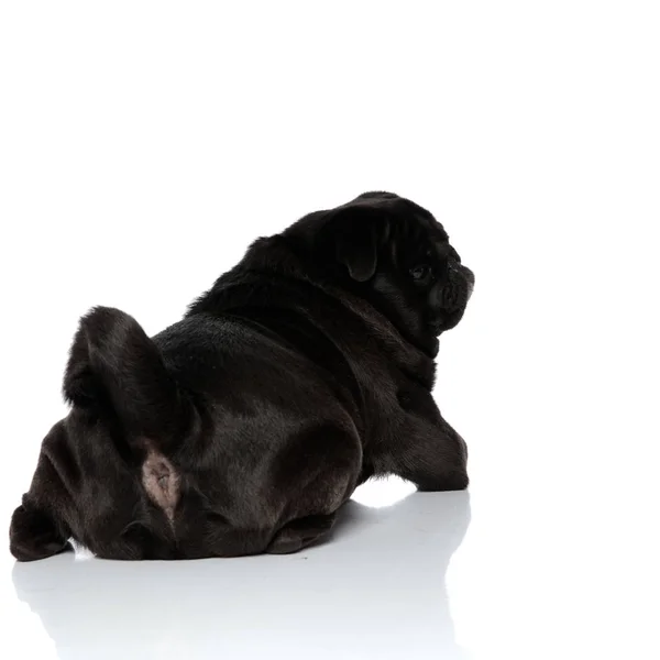 Back view of an upset pug looking and frowning — Stock Photo, Image