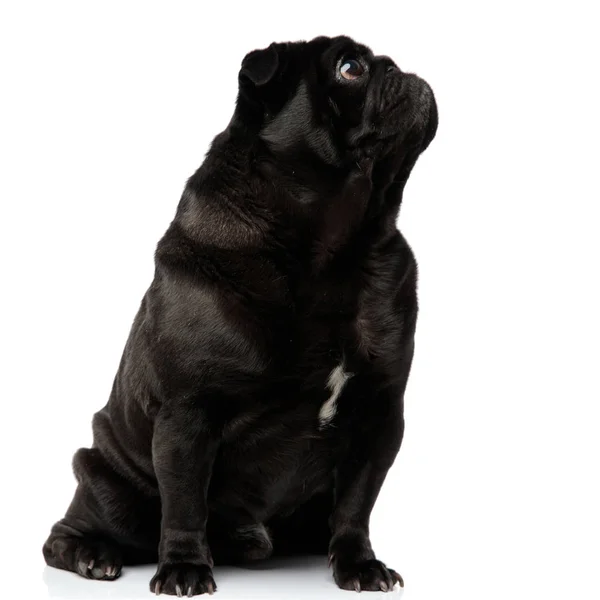 Enthousiast Pug nieuwsgierig opzoeken — Stockfoto