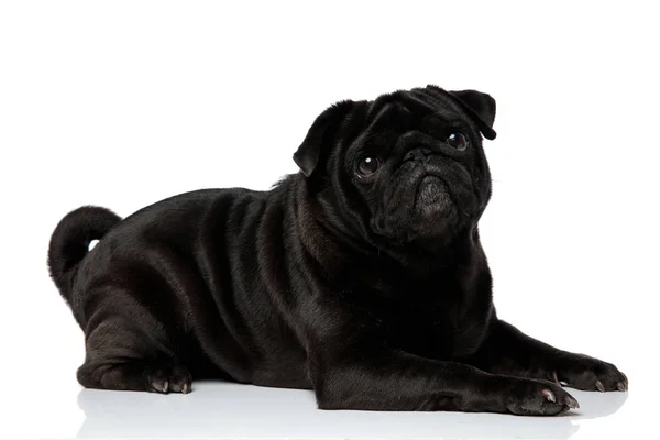 Zijaanzicht van een mooie zwarte Pug op zoek naar boven — Stockfoto